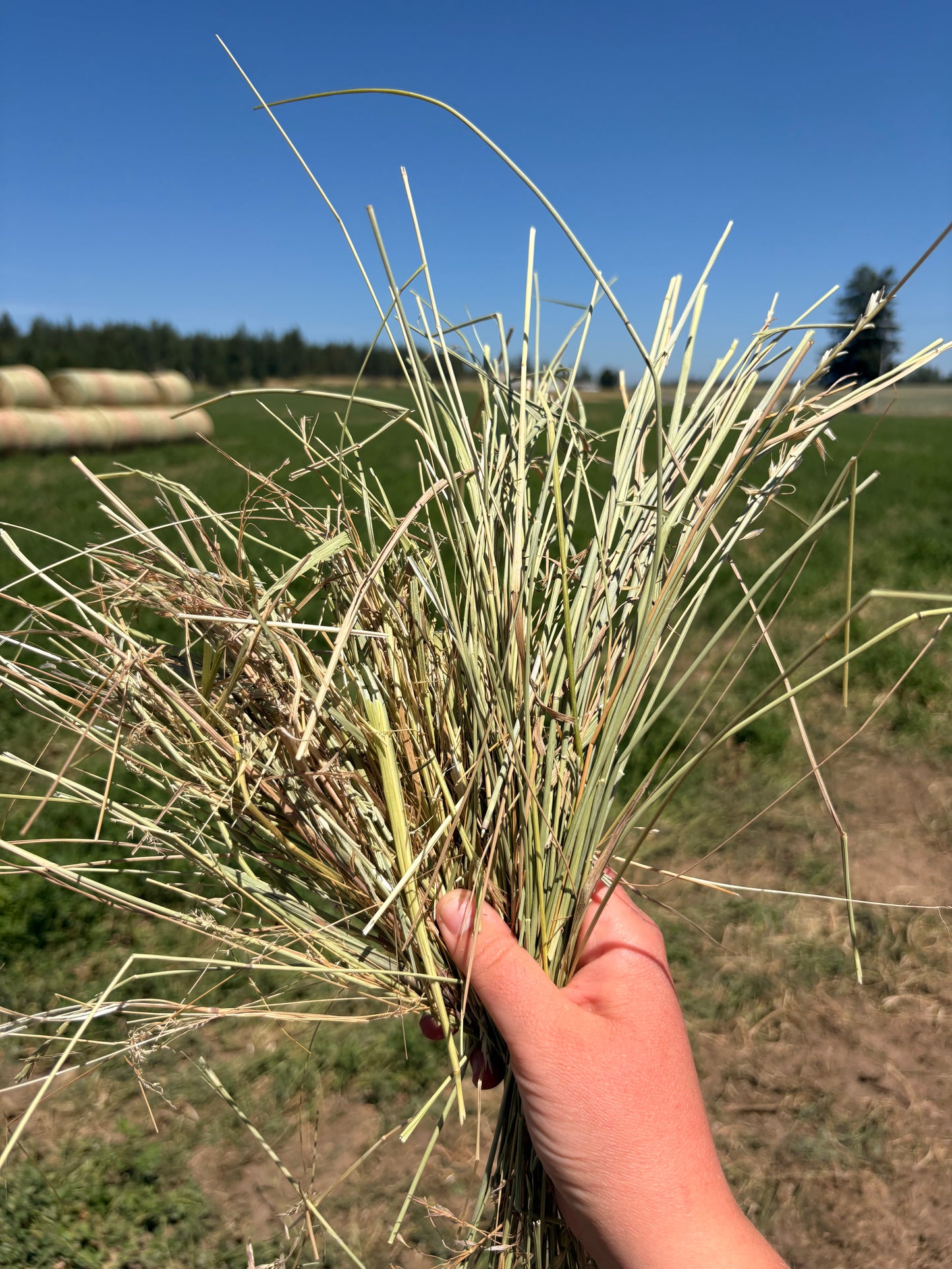 Grass Round Bales