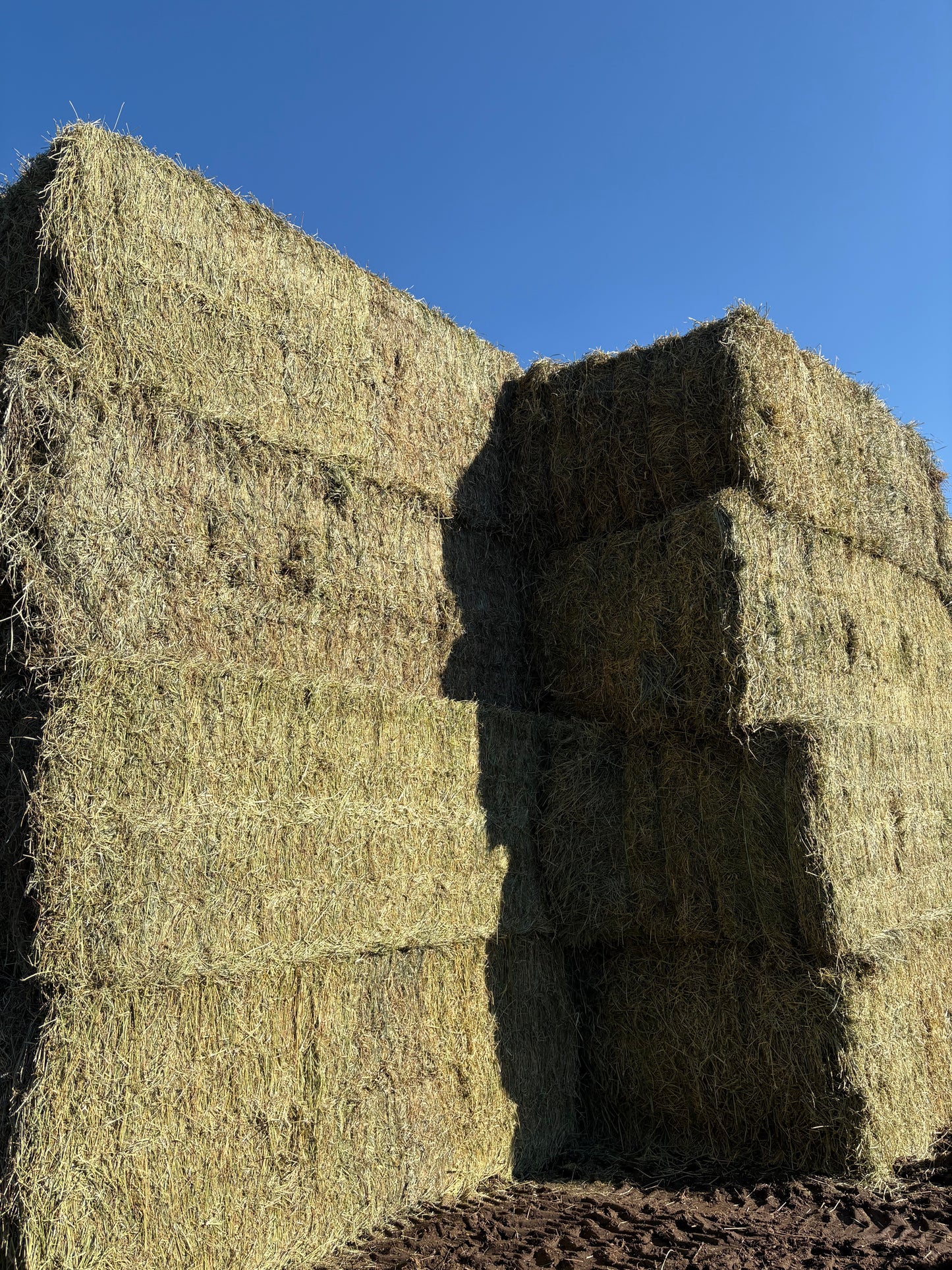 1st Cutting Alfalfa Grass Big Squares