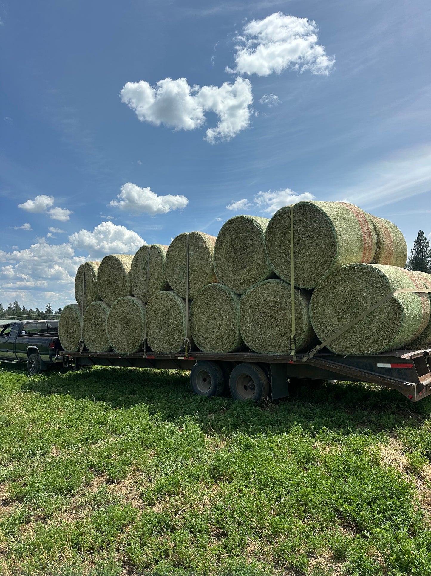 Alfalfa Grass Rounds
