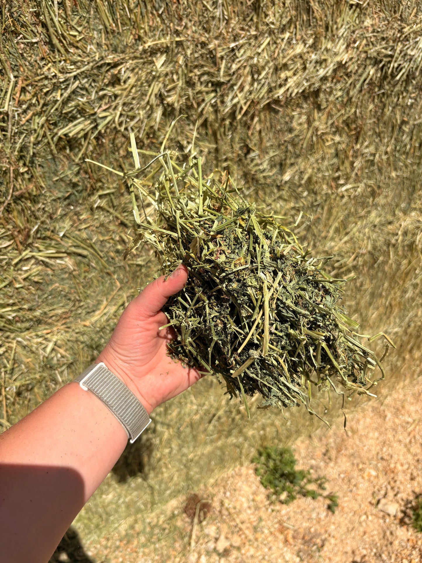 2nd Alfalfa Big Squares