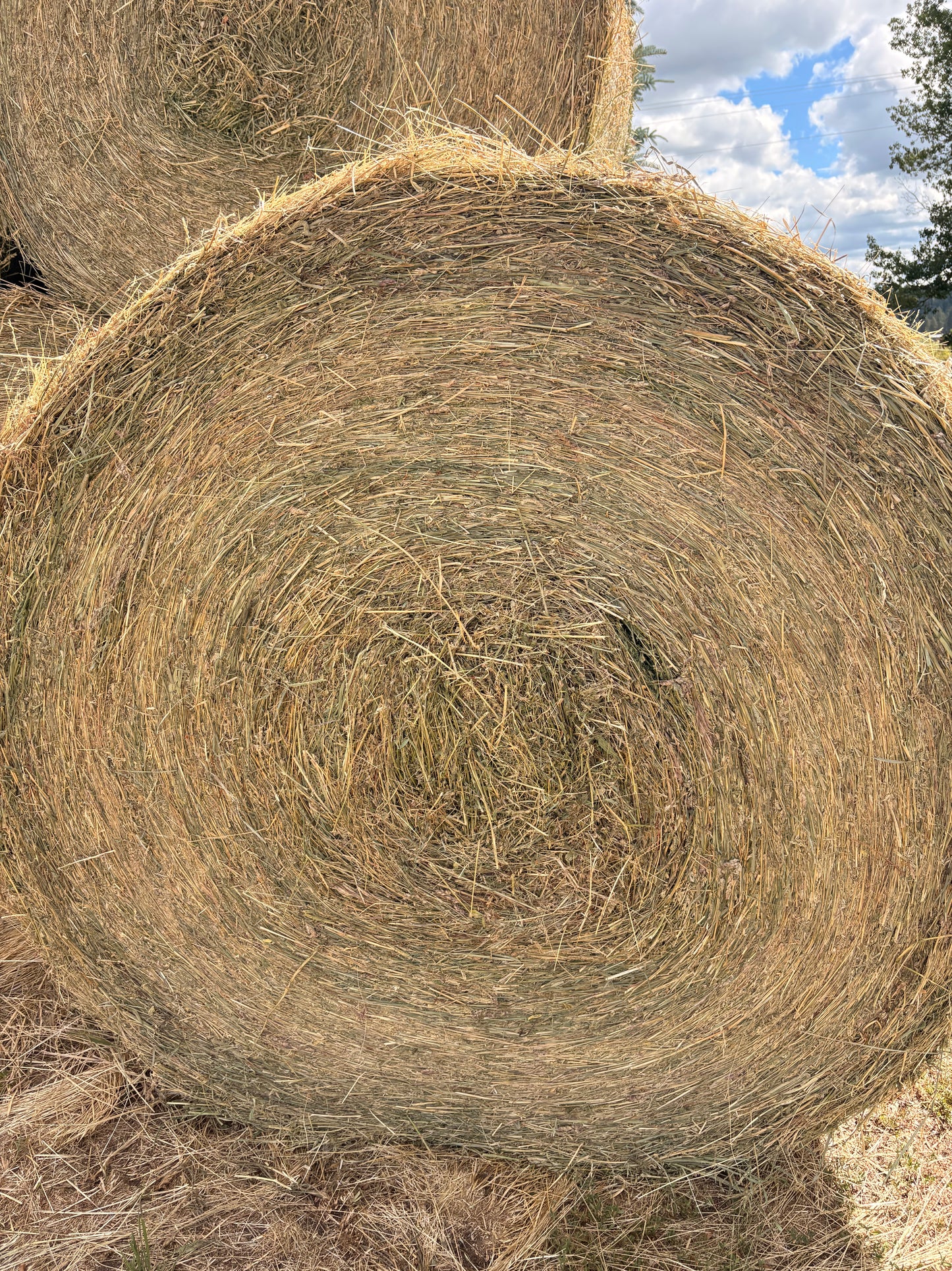 Alfalfa Round Bales 4x5