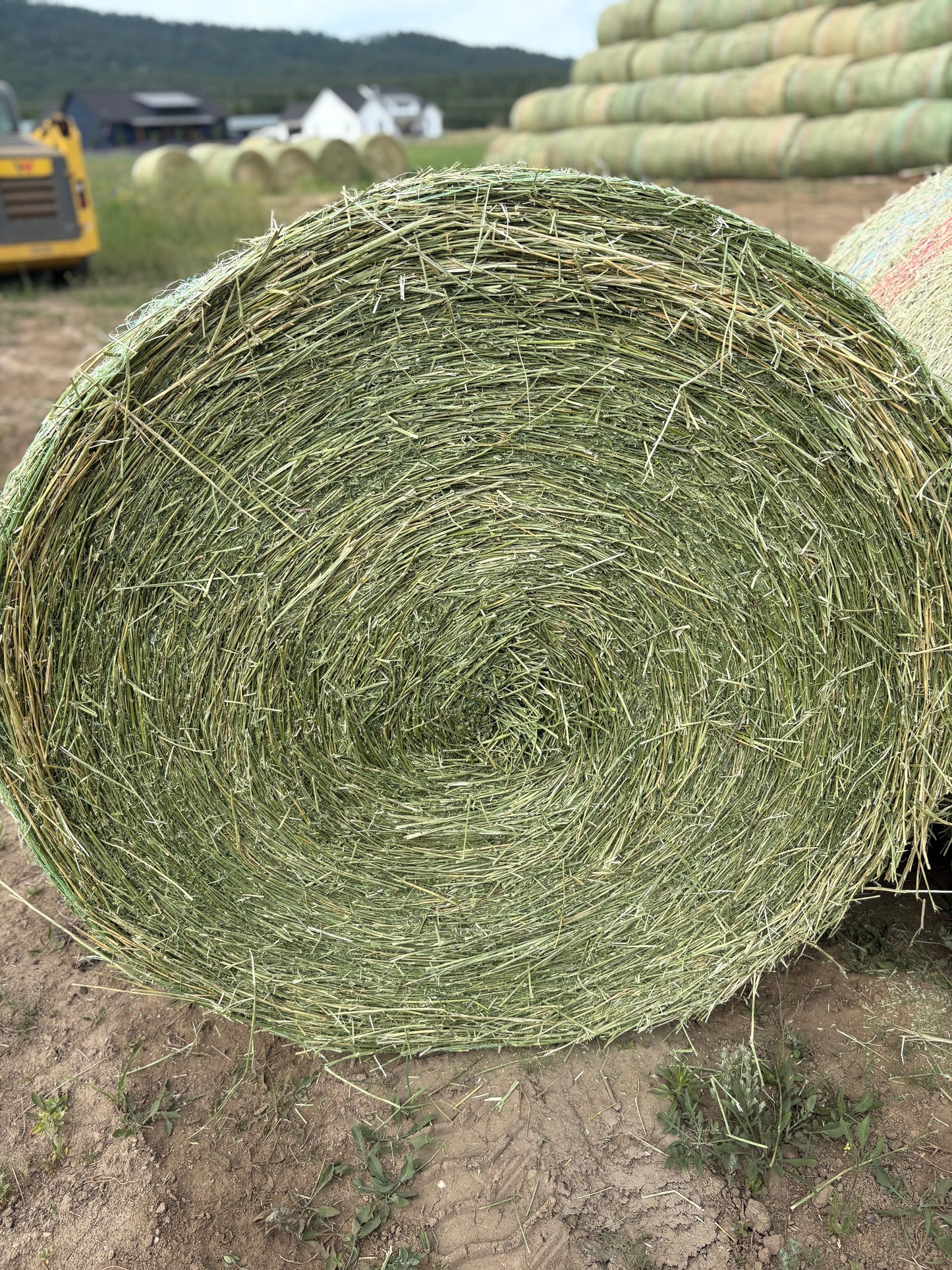 1st Cutting Alfalfa Grass Round bales