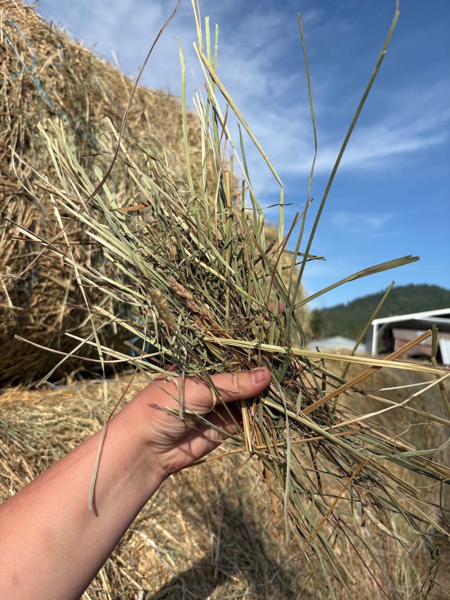 Orchard Grass Alfalfa Mix Round Bales