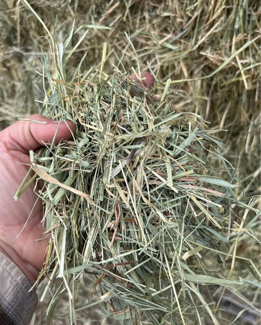 1st Cutting Timothy Bundles