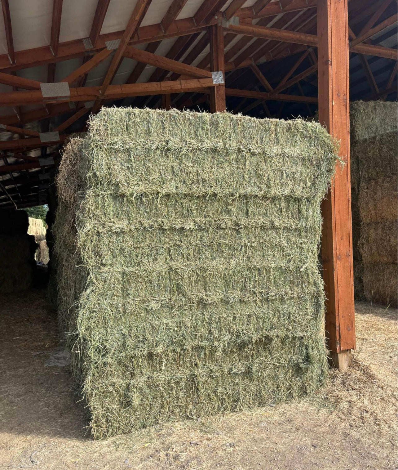 1st Cut Timothy Big Squares