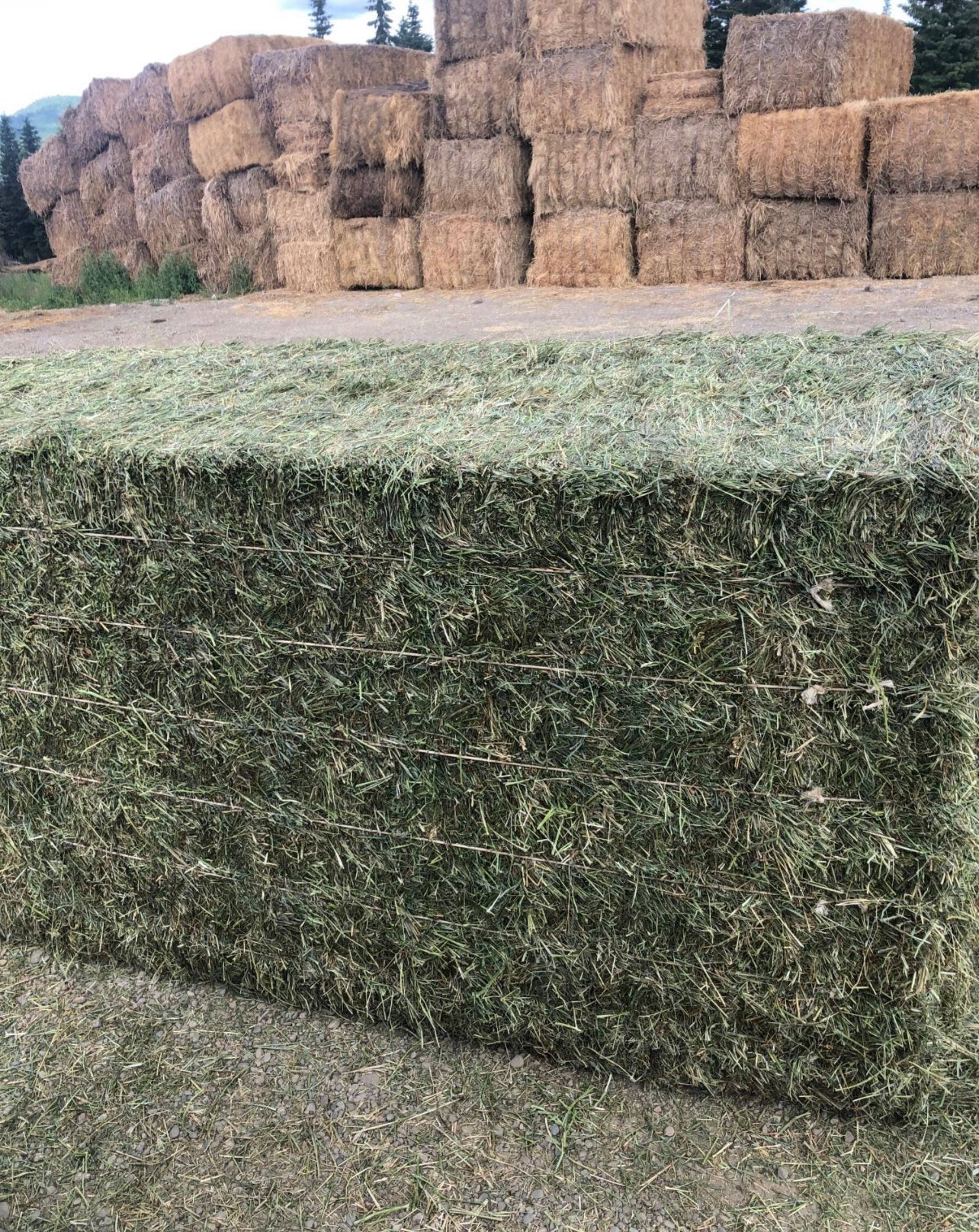 Timothy Orchard Grass Big Squares