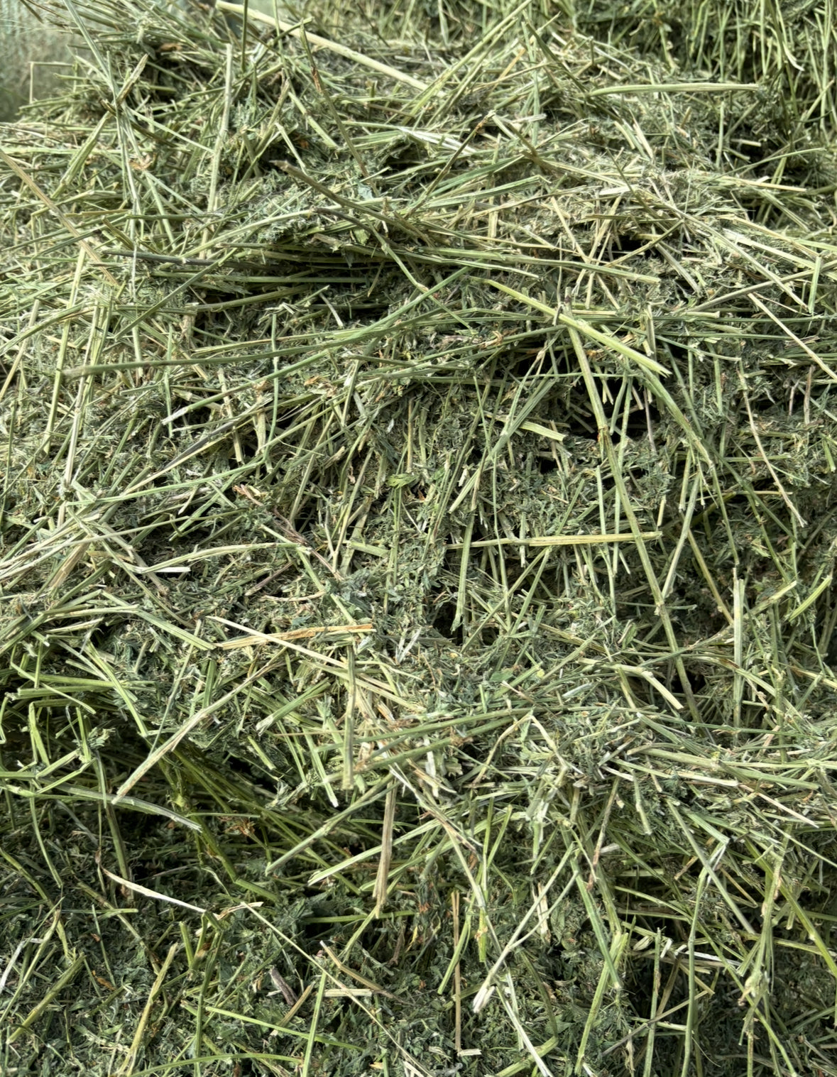 2nd Cut Alfalfa Rounds
