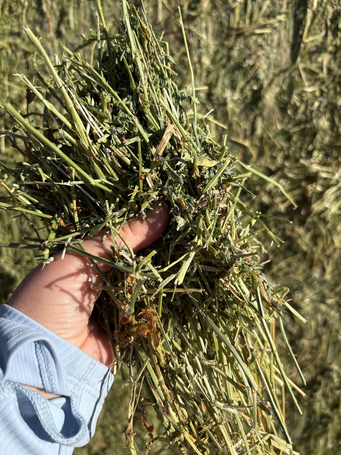 2nd Cut Alfalfa Big Squares