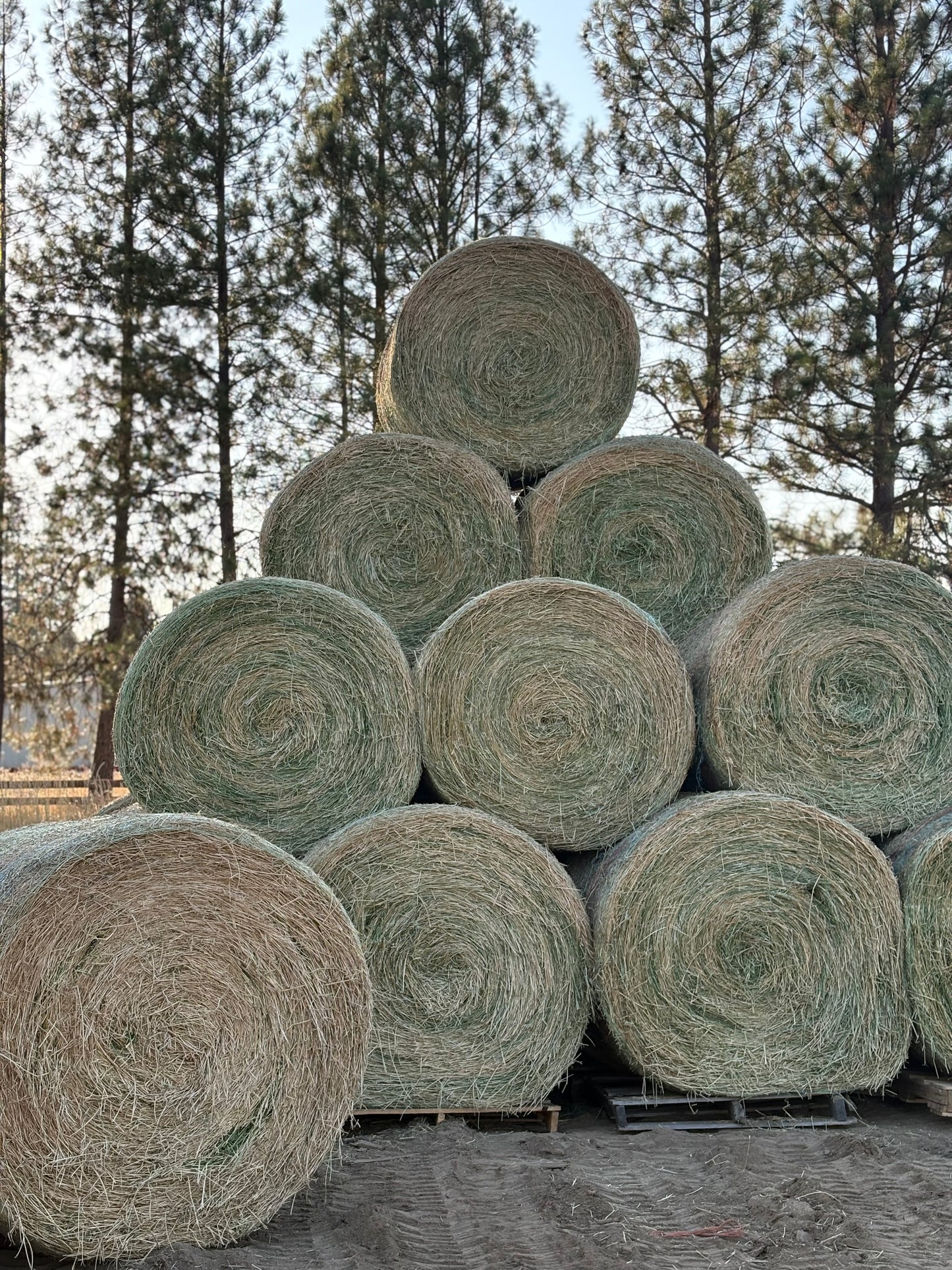 2nd Cut Alfalfa Rounds