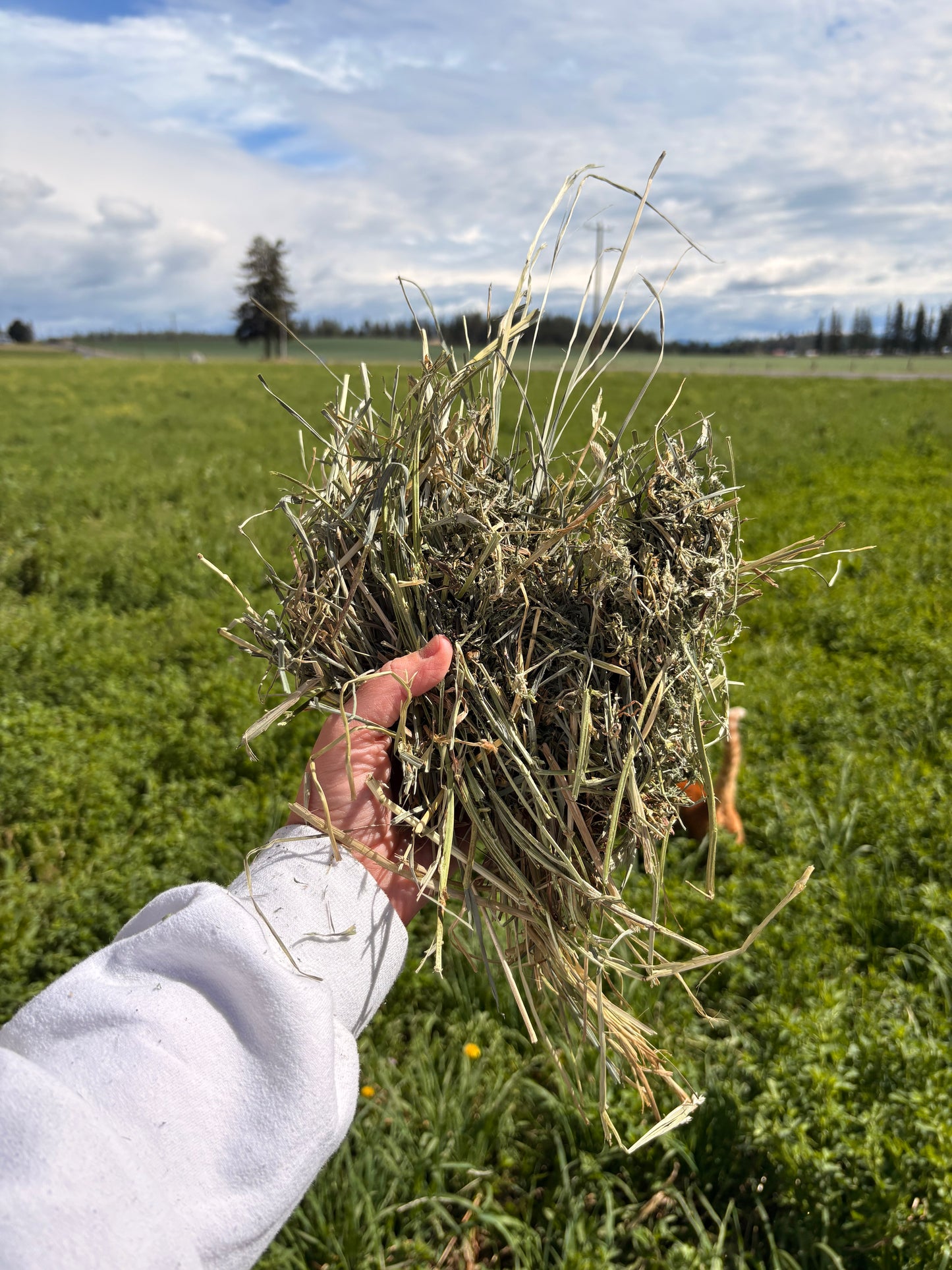Orchard Alfalfa Big Squares
