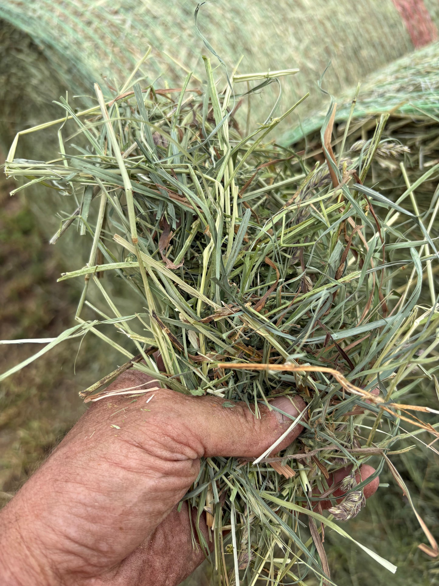 Alfalfa Grass Rounds