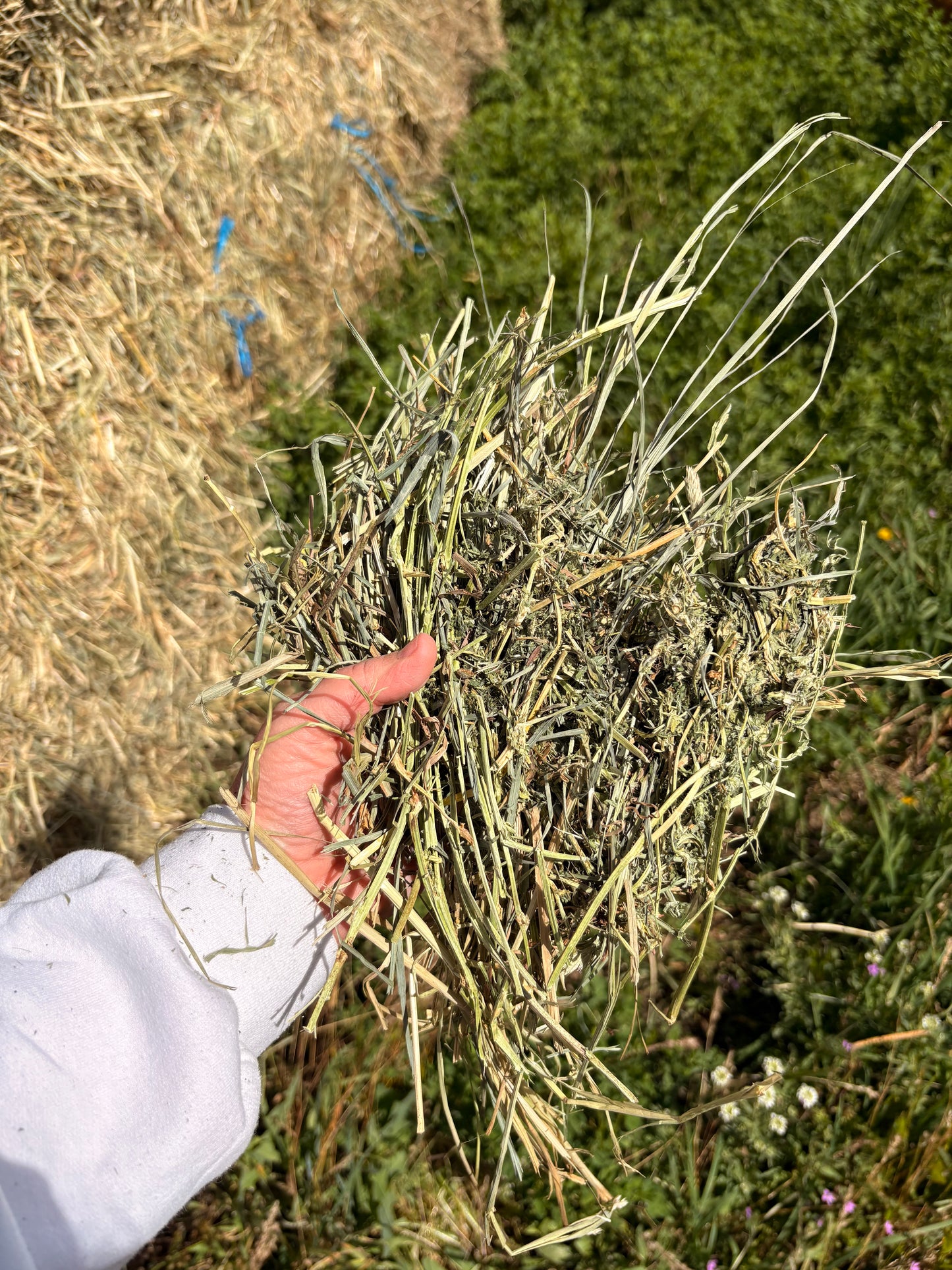 Orchard Alfalfa Big Squares