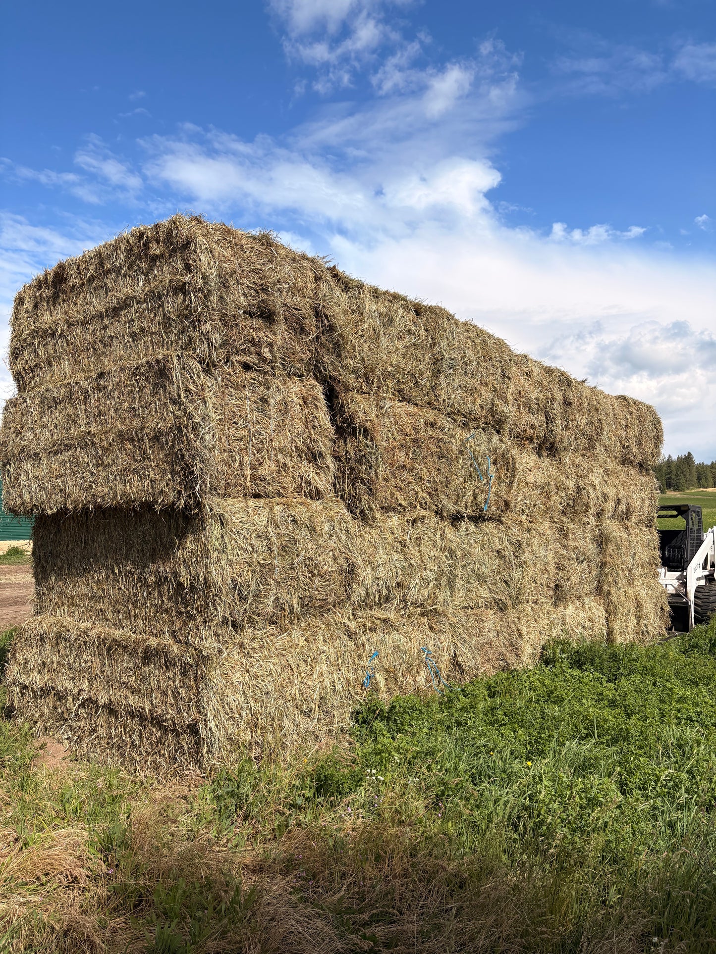 Orchard Alfalfa Big Squares