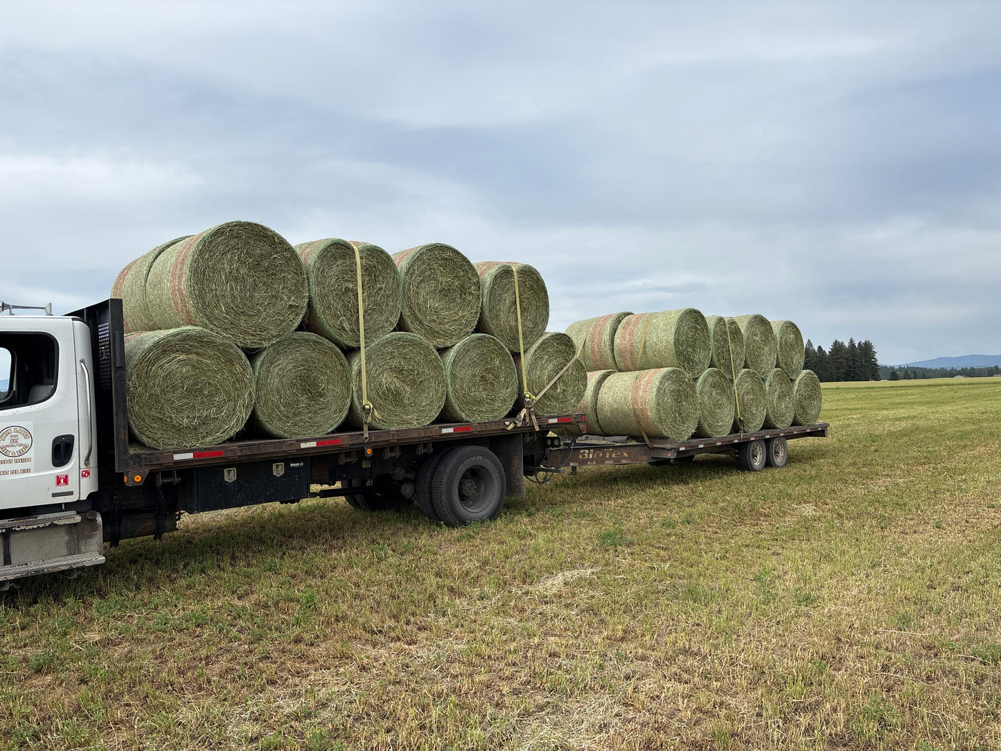 Alfalfa Grass Rounds
