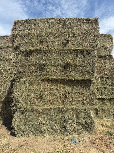 Orchard Big Squares