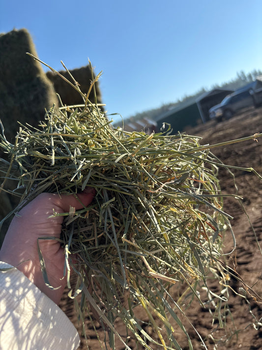 1st Cutting Alfalfa Grass Big Squares