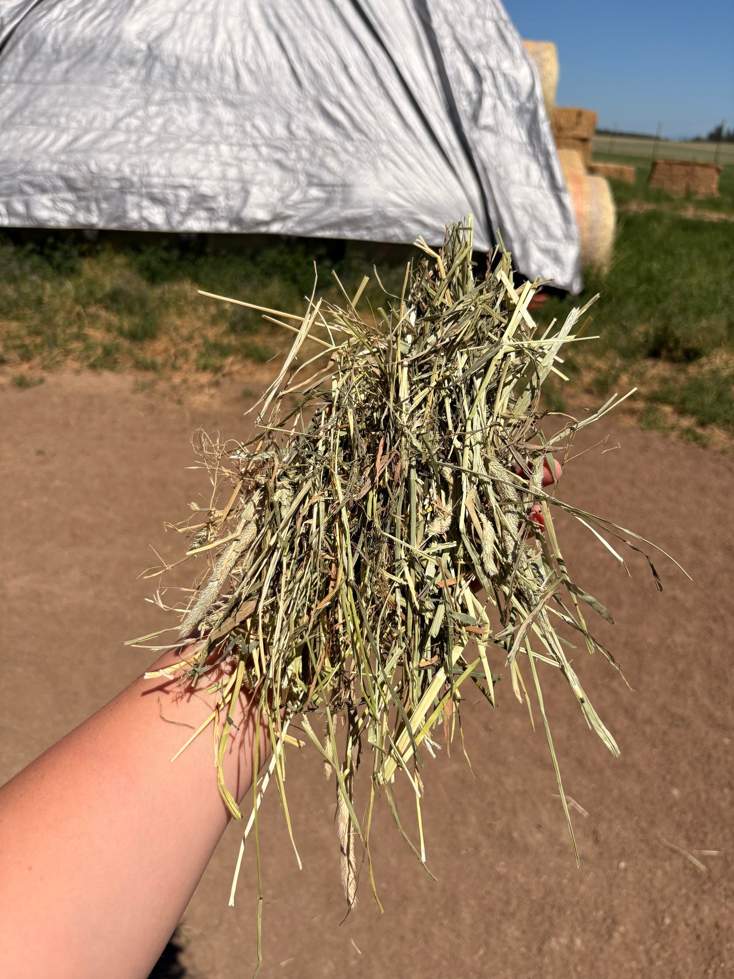 1st Cutting Timothy Bundles