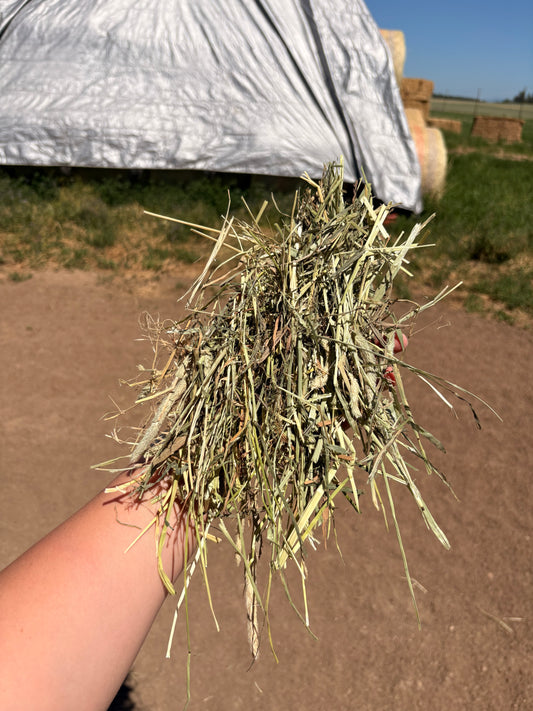 1st Cutting Timothy Bundles