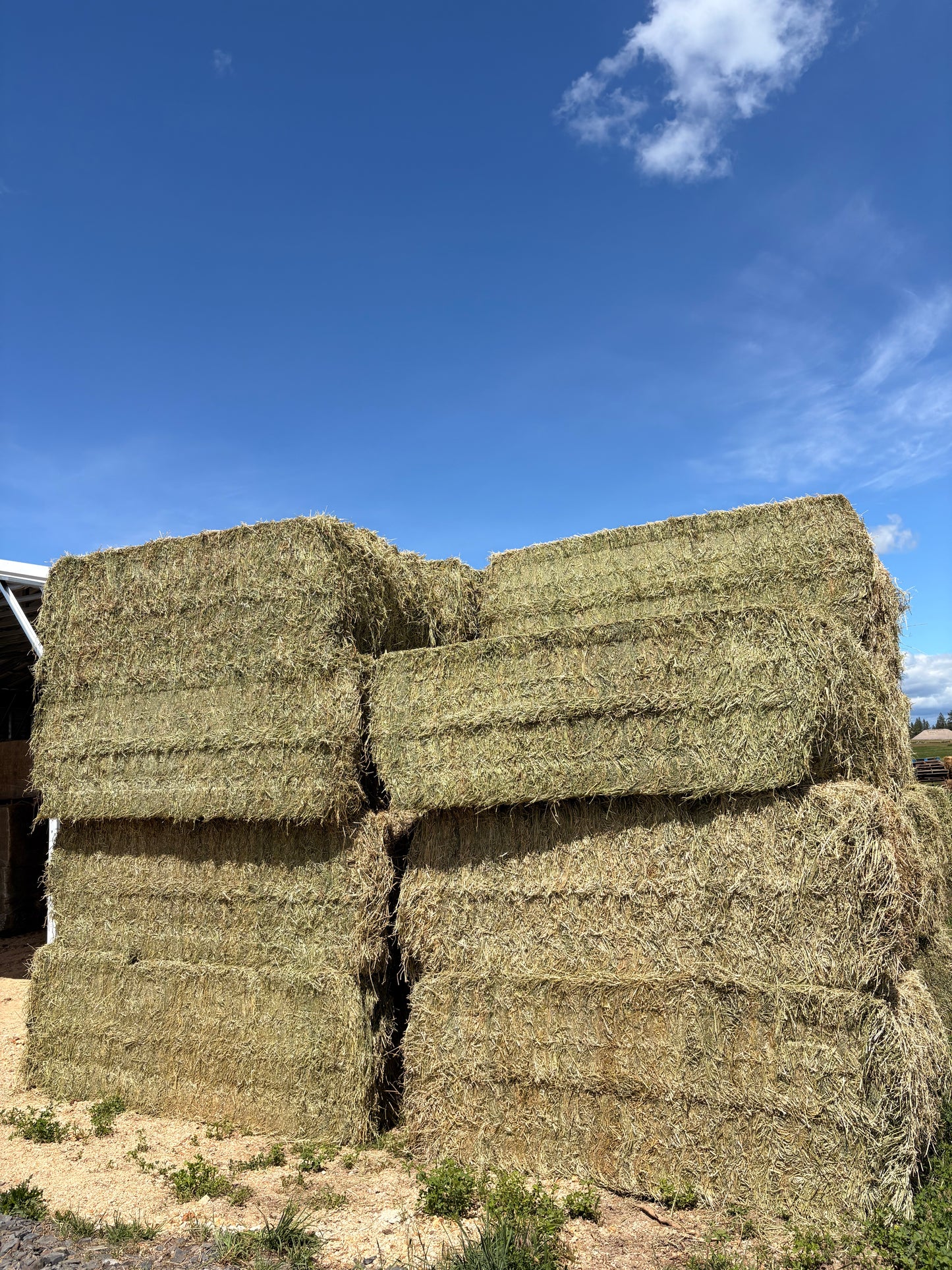 2nd Alfalfa Big Squares