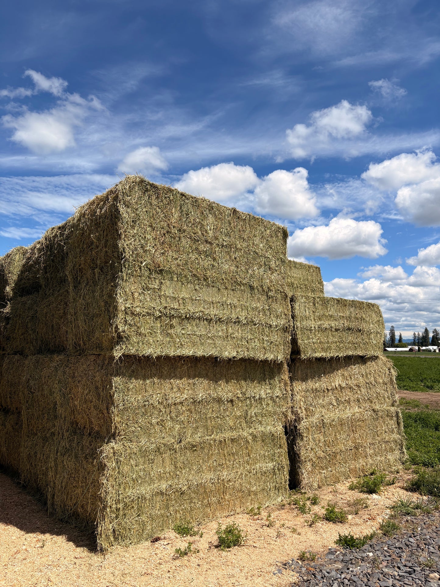 2nd Alfalfa Big Squares