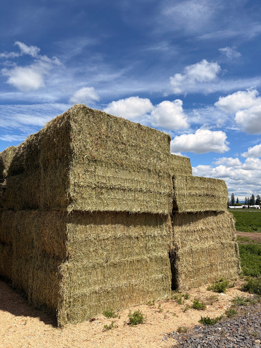 2nd Alfalfa Big Squares