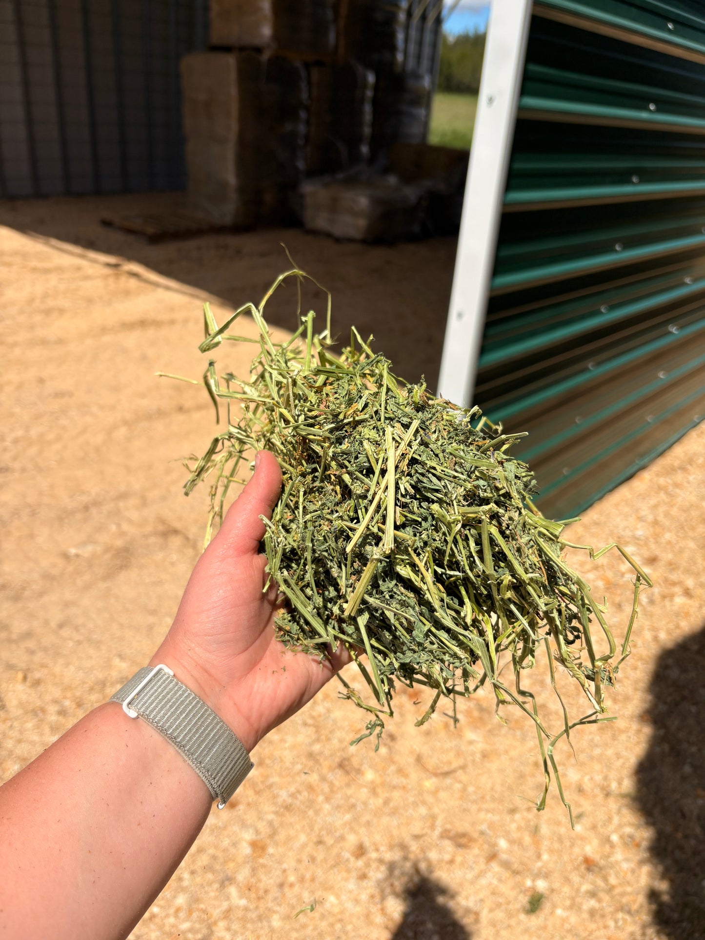 2nd Alfalfa Big Squares