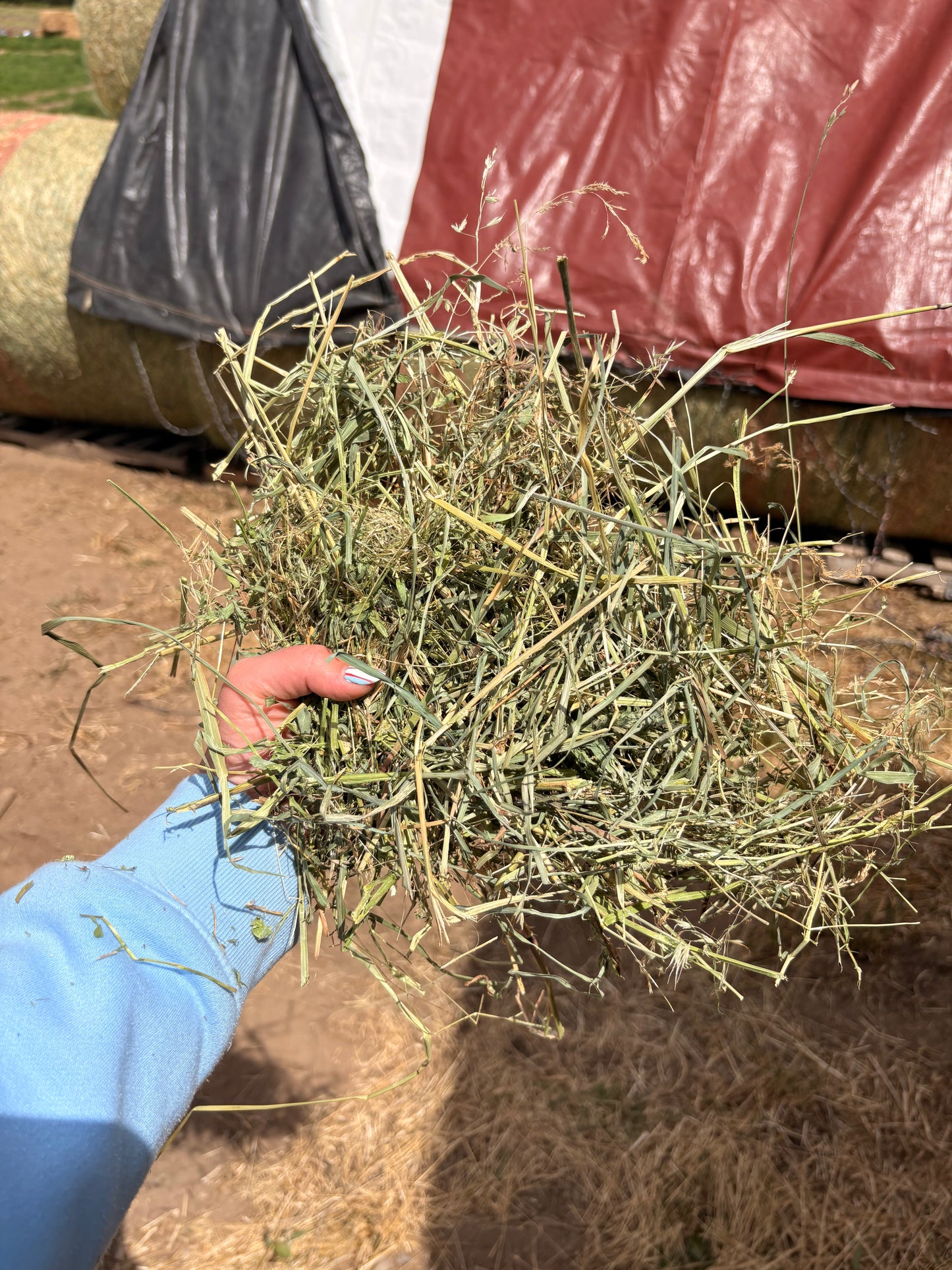 Alfalfa Round Bales 4x5