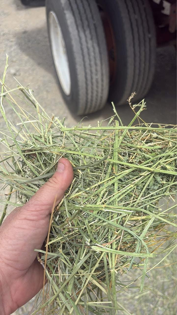 1st Cutting Alfalfa Bundle
