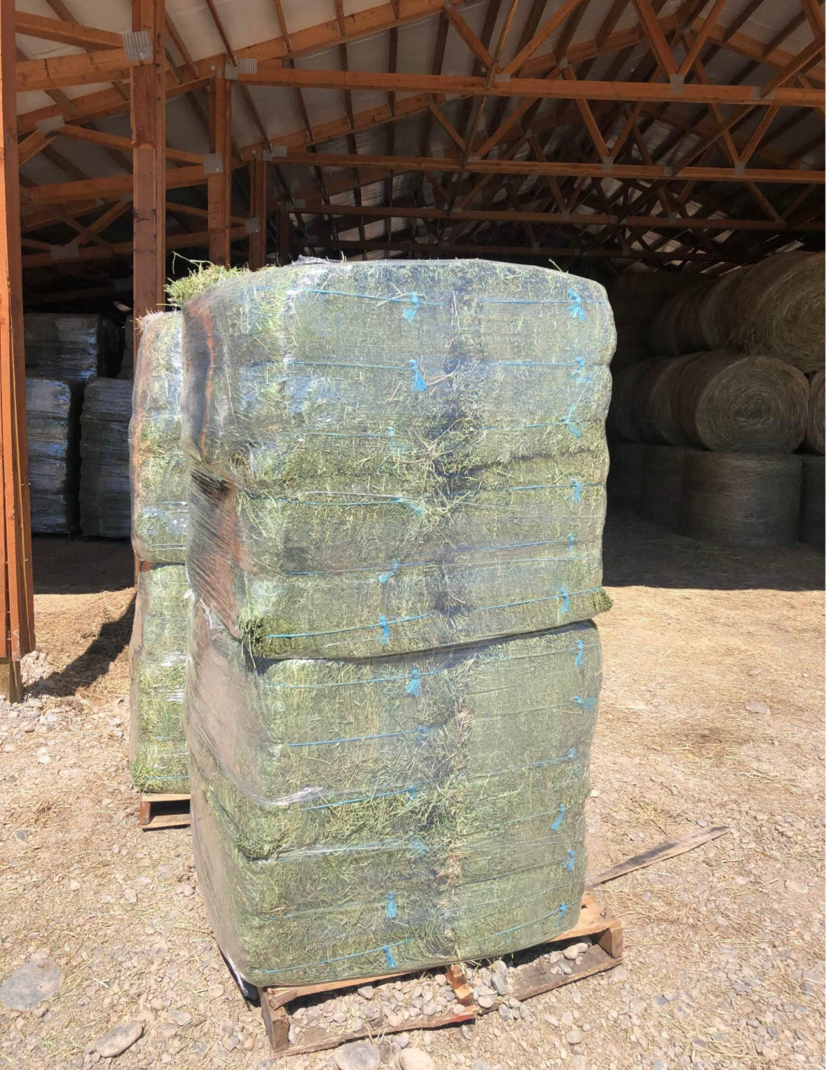1st cut Alfalfa Bundle