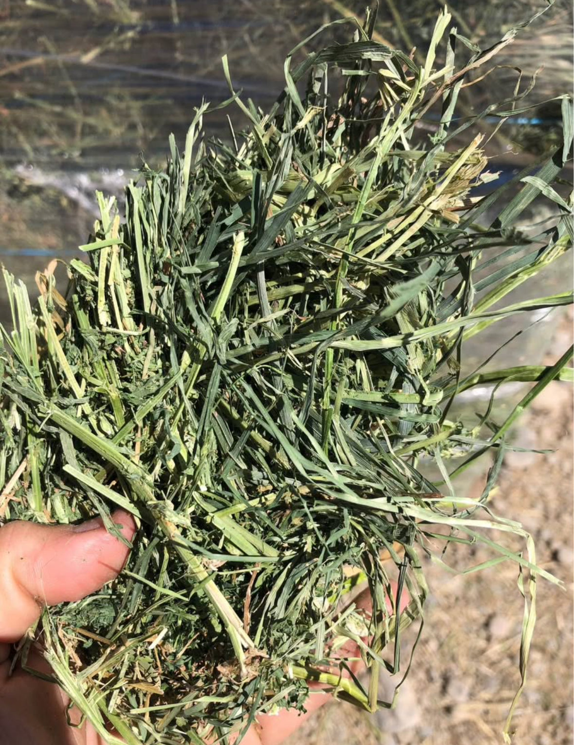 1st cut Alfalfa Bundle