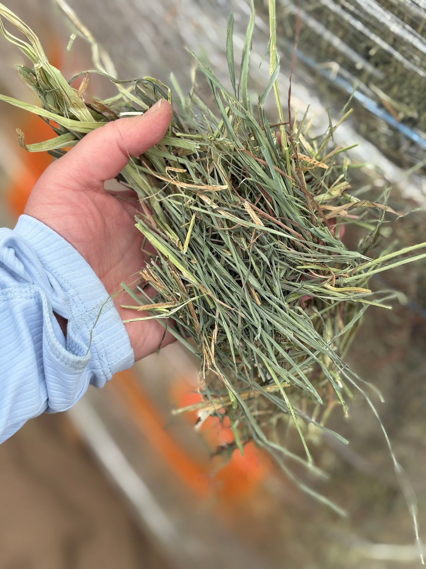 Alfalfa Grass Bundle
