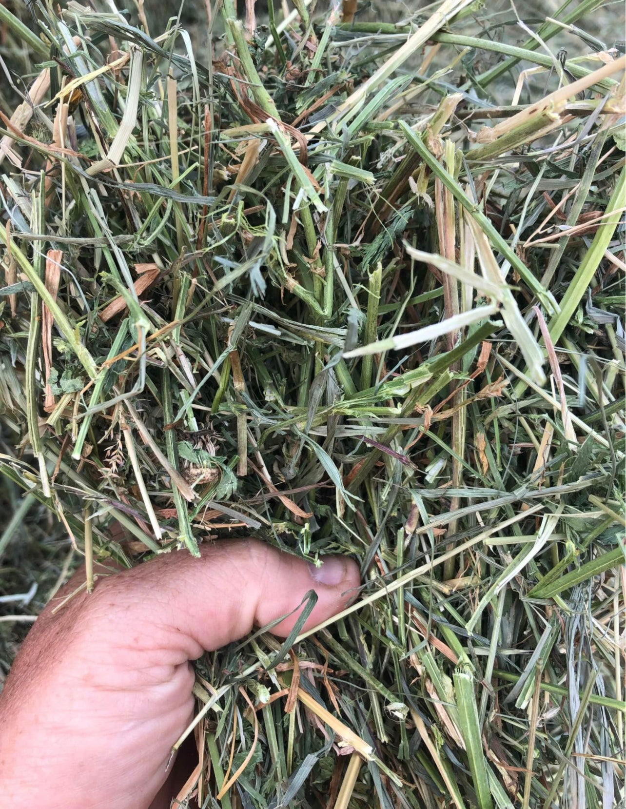 1st Cutting Alfalfa Grass Big Squares