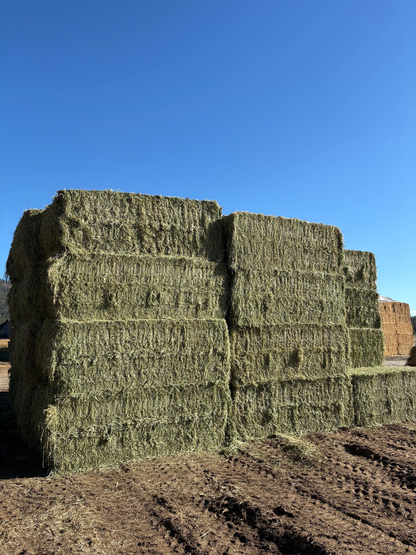 2nd Cut Alfalfa Big Squares