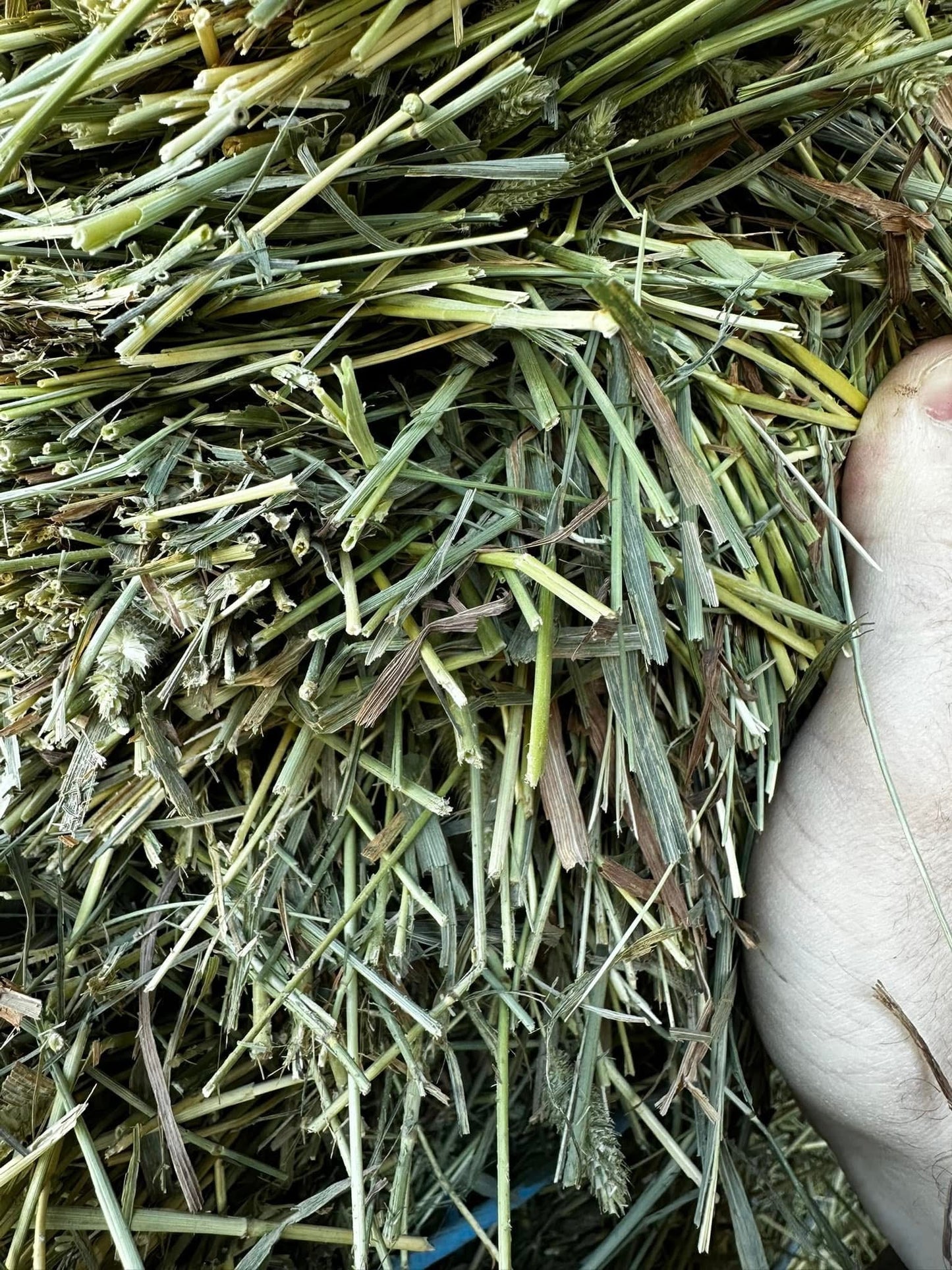 Timothy Orchard Grass Big Squares