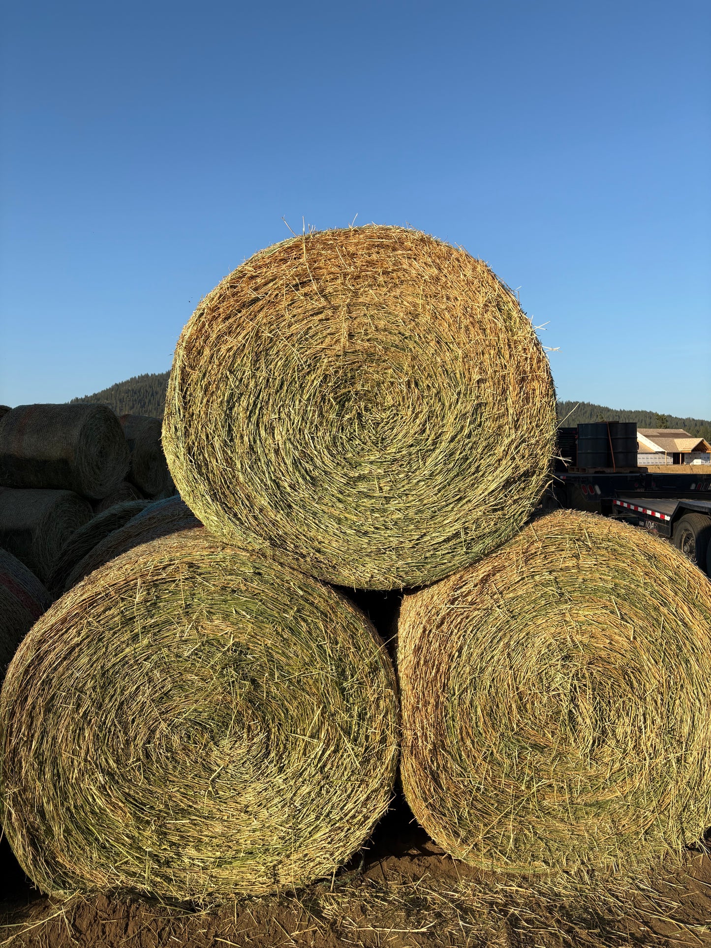 2nd Cut Alfalfa Rounds